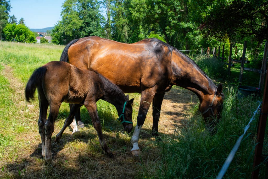 CHEVAL